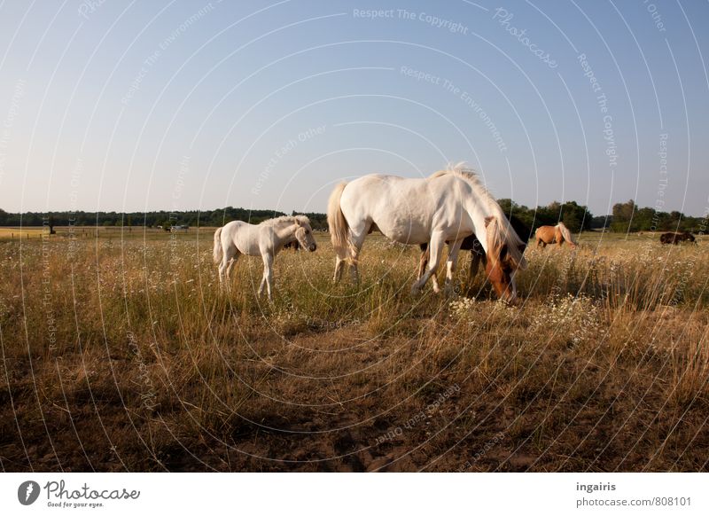 Nachwuchs Natur Landschaft Himmel Horizont Sonnenlicht Sommer Gras Tier Nutztier Pferd Island Ponys Fohlen Muttertier Herde Tierjunges Tierfamilie Fressen