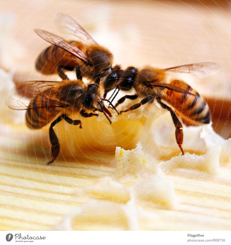 Hier wird für Sie gebaut. Biene 3 Tier bauen Streifen Insekt Tragfläche Honig Wabe Imkerei Bienenstock Rüssel Bienenwachs gelb Farbfoto Außenaufnahme