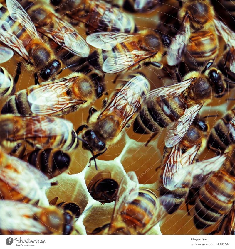 Wimmelbild Biene Schwarm bauen Bienenstock Honig Imkerei Tier Streifen gelb Tragfläche Insekt Bienenwaben viele Summen Farbfoto Außenaufnahme