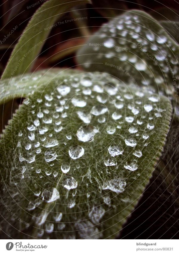 (Half-)Frozen Tears ]CCC[ benetzt getaut Faser grün glänzend schön faszinierend feucht gefroren kalt Pflanze feuchtkalt schimmern rau Makroaufnahme Wasser