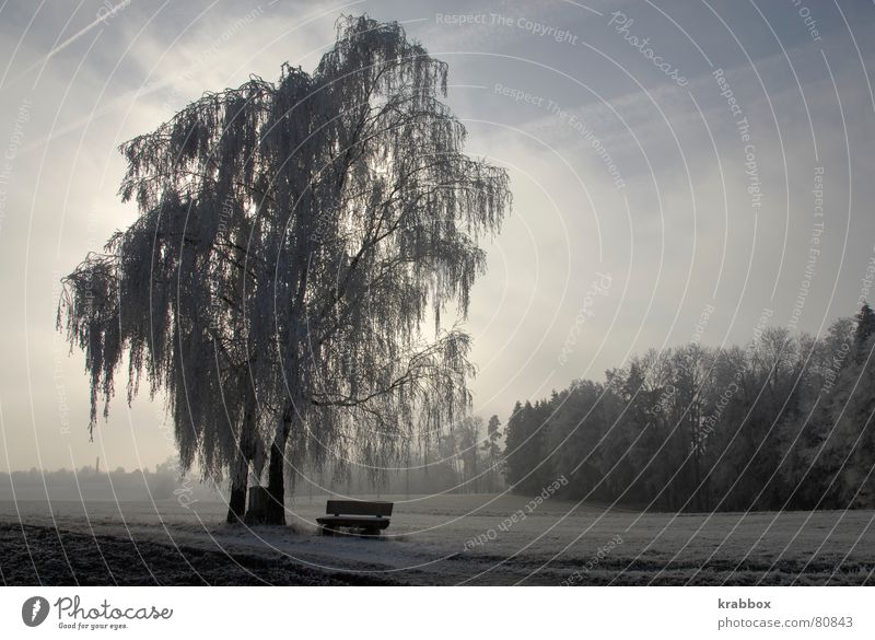 Baum im Winter Raureif ruhig stagnierend gefroren Feld kalt schweigen Gelassenheit Wildnis Einsamkeit Halbschlaf Wetter Umwelt Eis stumm unbeobachtet Frost