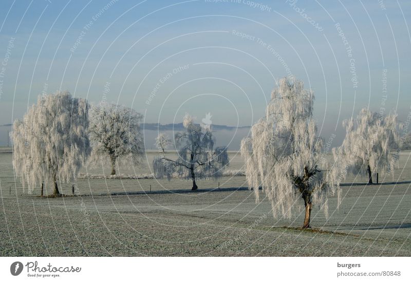 Zuckerguss Baum Birke Raureif Feld kalt Schweiz Winter hoar frost Schnee Himmel blau Morgen Schatten Landschaft Frost tree snow