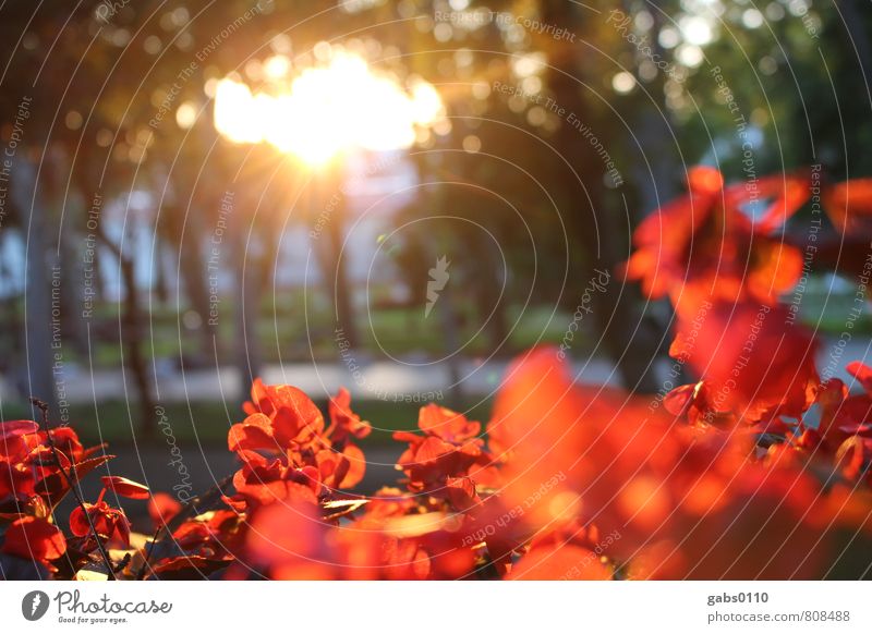 rote Blumen Umwelt Pflanze Blüte Park gelb grün Baum Sonne Romantik Wege & Pfade Spazierweg Wärme positiv Farbfoto Außenaufnahme Menschenleer Textfreiraum Mitte