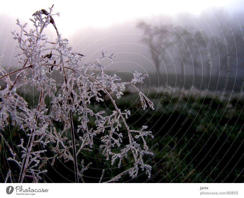 Wintermorgen kalt Nebel Wald Baum Sonnenaufgang Wiese Gras Eiskristall Frost Morgen jarts frostgefühl kältegefühl Schnee