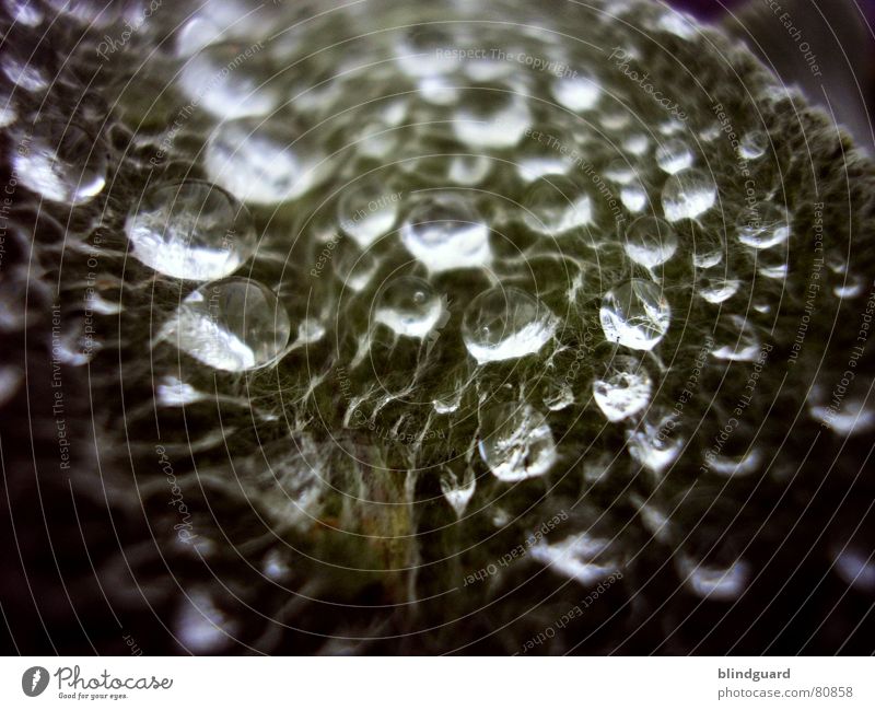 (Half-)Frozen Tears CCCI benetzt getaut Faser grün glänzend schön faszinierend feucht gefroren kalt Pflanze feuchtkalt schimmern rau Makroaufnahme Wasser Winter