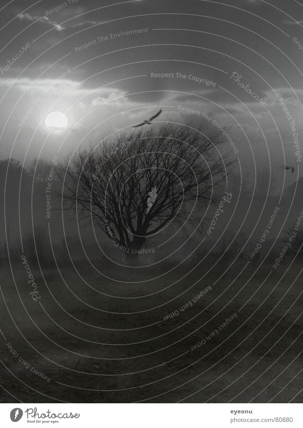 Baum dunkel Nacht Feld unheimlich Nebel gruselig Baumstamm Nebellampe trist Schleier Halbschlaf geisterhaft ruhig Nebelschleier Nachtschwalbe außergewöhnlich