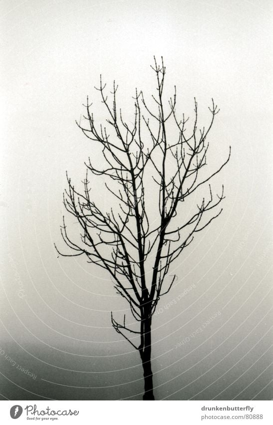 lonely tree Baum Baumstamm Nebel schwarz trüb Einsamkeit kalt dunkel Winter unklar abgelegen trist Ast Zweig Himmel trübung Schwarzweißfoto Traurigkeit