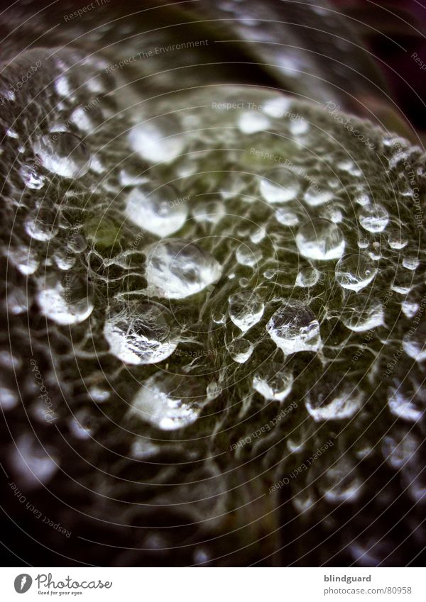 (Half-)Frozen Tears CCCIII benetzt getaut Blatt Faser grün glänzend schön faszinierend feucht gefroren kalt Pflanze feuchtkalt schimmern rau Makroaufnahme