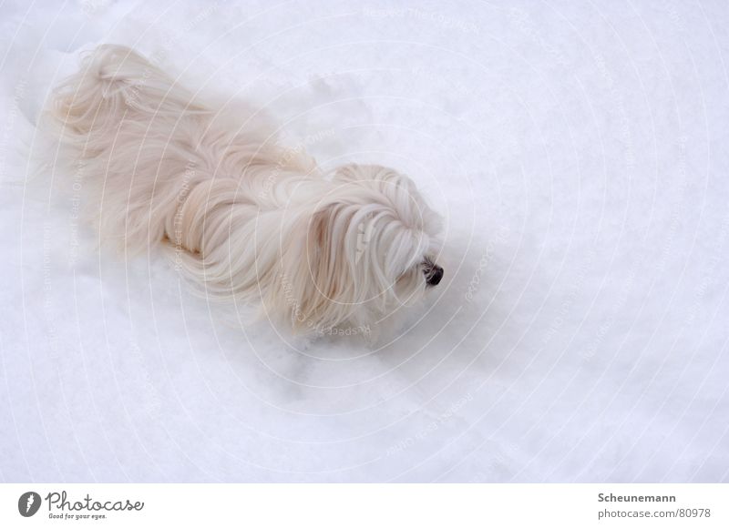 Das Yeti Hund kalt Winter Ton-in-Ton Säugetier Schnee trist snow schneehund Schwarzweißfoto Fell