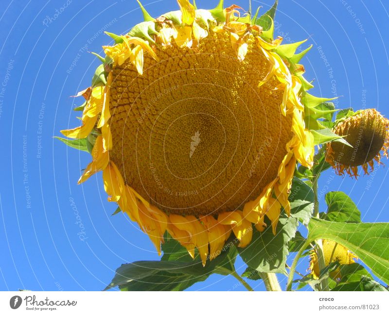 Sonnenblume Blume Sommer gelb Pflanze