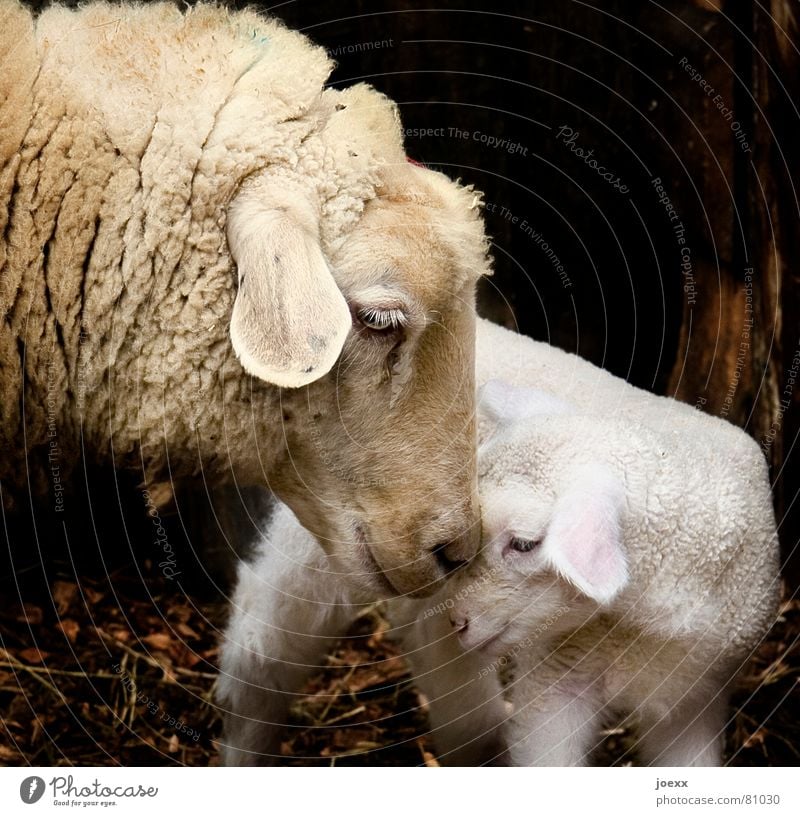 Schafmutter kuschelt innig mit ihrem Jungen Tierporträt Nutztier Tiergesicht Streichelzoo 2 Tierjunges Liebe stehen kuschlig klein nah Wärme braun Gefühle