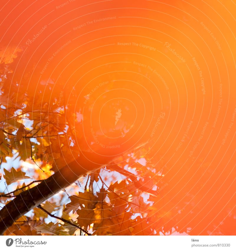 Herbst orange Umwelt Natur Schönes Wetter Baum Blatt Eiche Eichenblatt Wald Wandel & Veränderung Färbung herbstlich Ast mehrfarbig Textfreiraum rechts