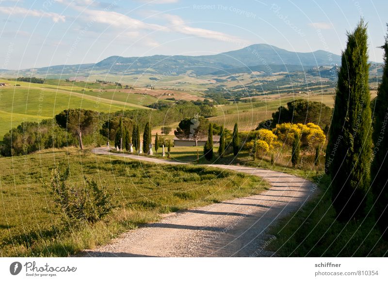 Weg in die Postkarte Umwelt Landschaft Pflanze Sonnenlicht Schönes Wetter Hügel Kitsch Toskana Italien Außenaufnahme Menschenleer