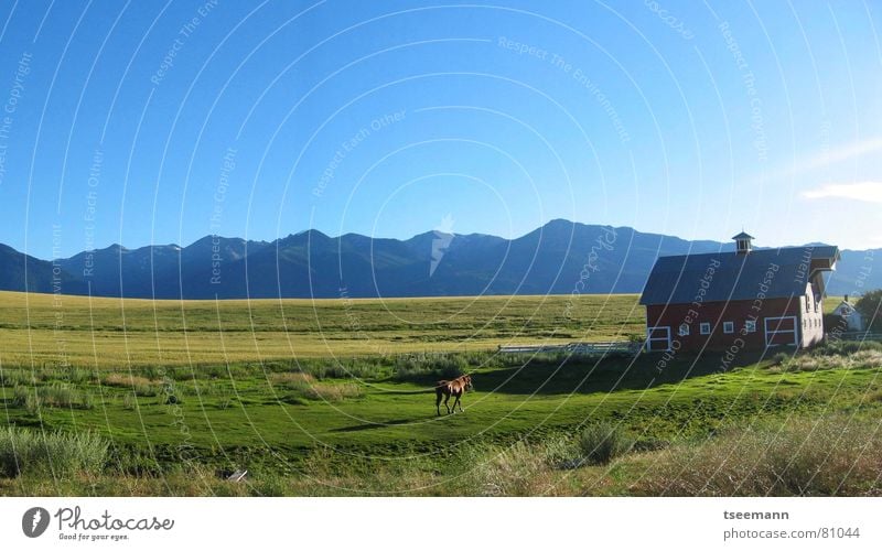 Idyllic Oregon I - Panorama Hügel Wiese Gras grün Pferd rot Scheune USA Amerika Himmel Wallowa Mountains Panorama (Aussicht) Berge u. Gebirge pferdchen red blau