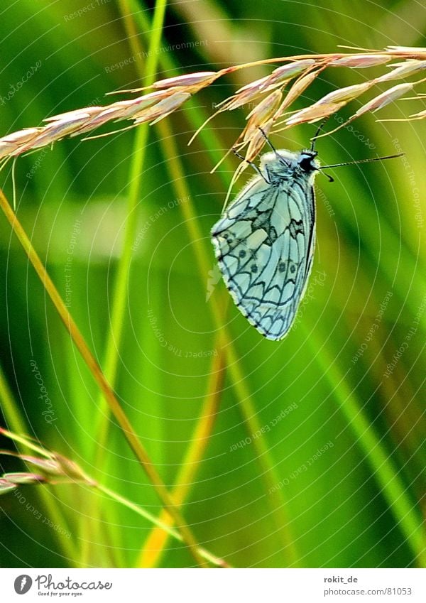 Einfach mal abhängen... Wiese Schmetterling Gras Fühler Ähren Insekt Pause Muster schwarz türkis grün gelb braun Halm Erholung blau-grün schön Mittagspause