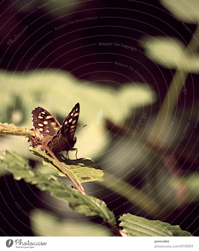 zeitlos Natur Sommer Herbst Schönes Wetter Sträucher Blatt Wald Tier Schmetterling 1 ästhetisch braun grün fliegen Blick Aussicht Erholung Gedeckte Farben