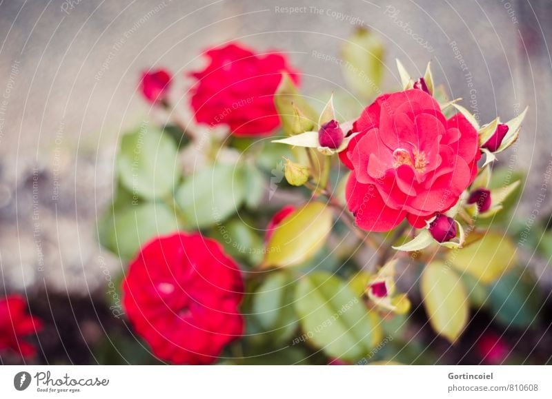 Rosaceae Pflanze Sommer Blume Rose Garten schön rot Liebe Rosengewächse Rosenblüte Rosenblätter Blühend Farbfoto Außenaufnahme Textfreiraum links