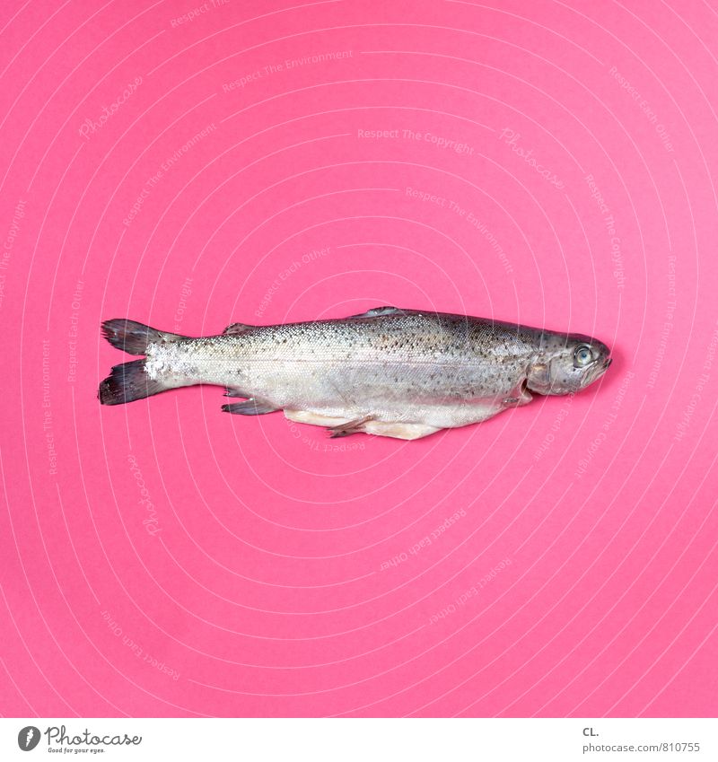 forelle Lebensmittel Fisch Ernährung Tier Totes Tier Forelle 1 außergewöhnlich rosa ästhetisch Farbe skurril Farbfoto Innenaufnahme Studioaufnahme Menschenleer