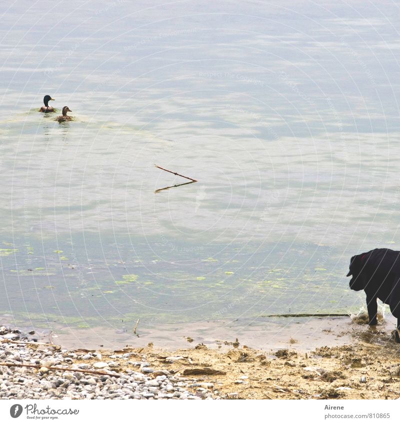AST 7 | Anreize Wasser Küste Seeufer Tier Haustier Hund Vogel Ente 3 Tierpaar Holz Linie fangen Jagd Schwimmen & Baden warten lustig nass schwarz weiß