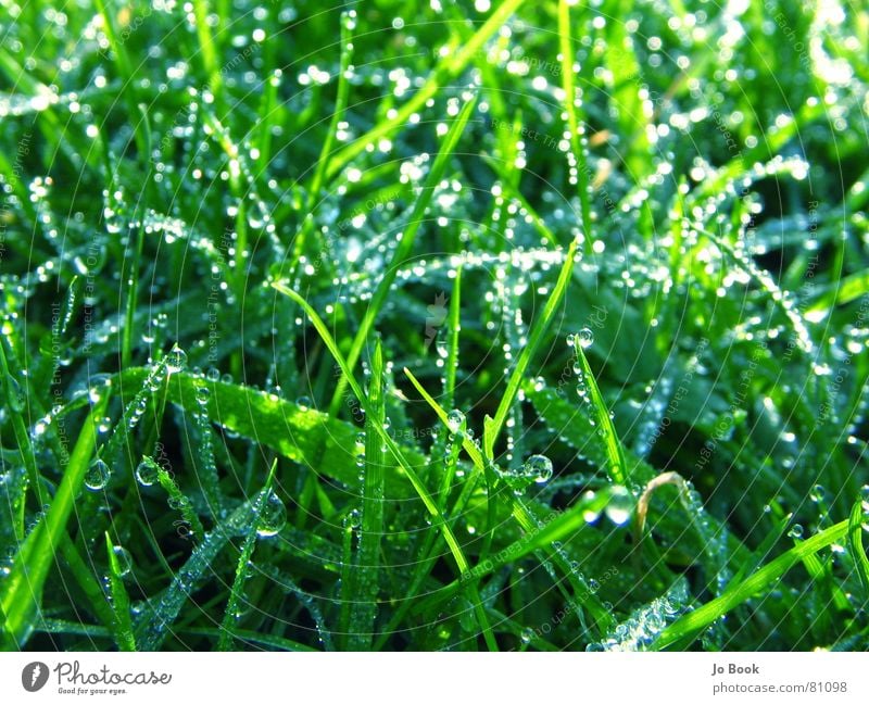 Grünes Gras Blaues Glas grün schön Wiese Tau Wassertropfen Grasland himmlisch Tropfen geschniegelt geschmackvoll Rasen Natur Leben grass eine augenweide