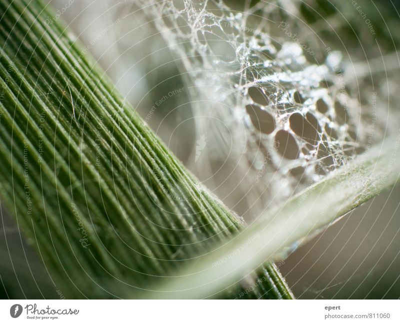 Organische Architektur II Natur Pflanze Gras Bauwerk Spinnennetz Schnur Netz bauen Häusliches Leben natürlich einzigartig Netzwerk Perspektive Farbfoto