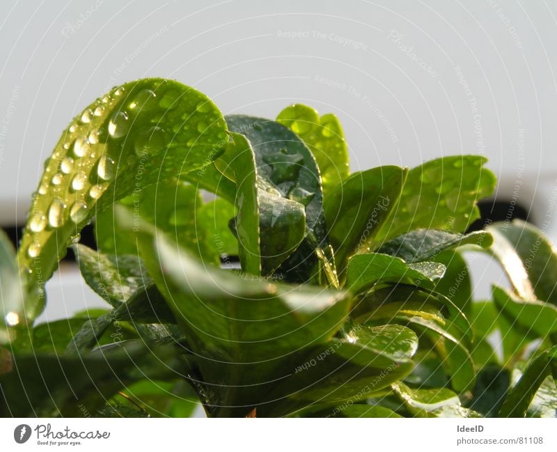 Bonsai in Freiheit Wellness Leben Erholung ruhig Meditation Umwelt Natur Landschaft Pflanze Wasser Wassertropfen Schönes Wetter Baum Blatt Grünpflanze