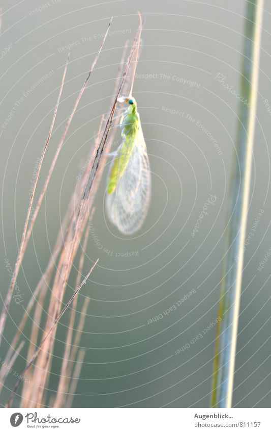 leicht... Insekt 1 Tier hängen warten glänzend natürlich blau grau grün Außenaufnahme Nahaufnahme Makroaufnahme Dämmerung