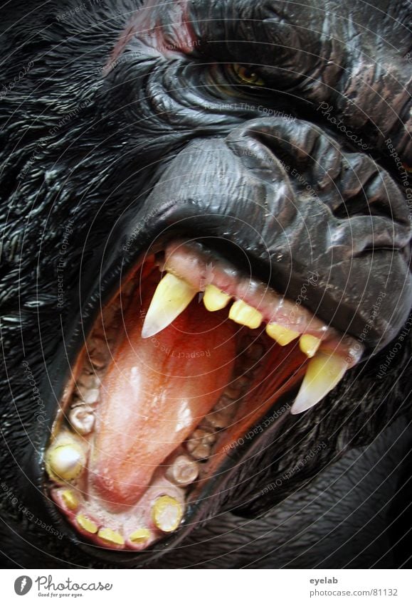 GING GONG Gorilla Rachen King Kong Affen Urwald Wildnis gefährlich Frieden schwarz Fell Säugetier Angst Panik Kraft gorillas im nebel throat tame tongue tarzan