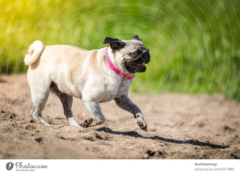 Strandläufer Sand Seeufer Flussufer Tier Haustier Hund 1 gehen Coolness niedlich Geschwindigkeit braun grün rosa schwarz Augen beige Halsband Haushund Modehund