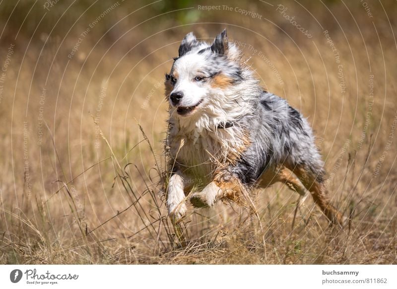 Schneller Australian Shepherd Freude Freizeit & Hobby Natur Sommer Gras Wiese Fell Haustier Hund 1 Tier rennen toben ästhetisch sportlich Fröhlichkeit Glück