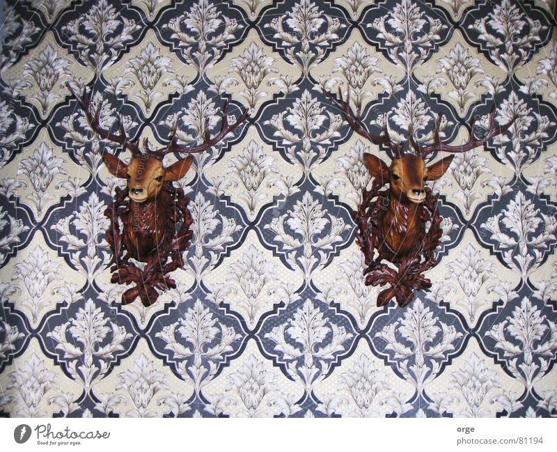 Ich beobachte dich! Dekoration & Verzierung Hirsche Horn Tapete 2 braun Tier Publikum Muster Wand Innenaufnahme Kontrolle überwachen beachten bewachen Blick