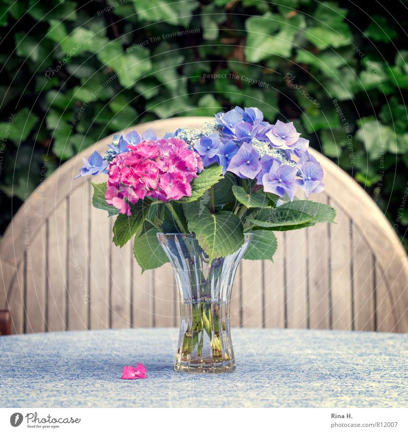 Für inkje Sommer Blume Efeu Blühend verblüht Tischwäsche Holztisch Glasvase Stillleben Hortensie Hortensienblüte Quadrat Farbfoto Außenaufnahme Menschenleer