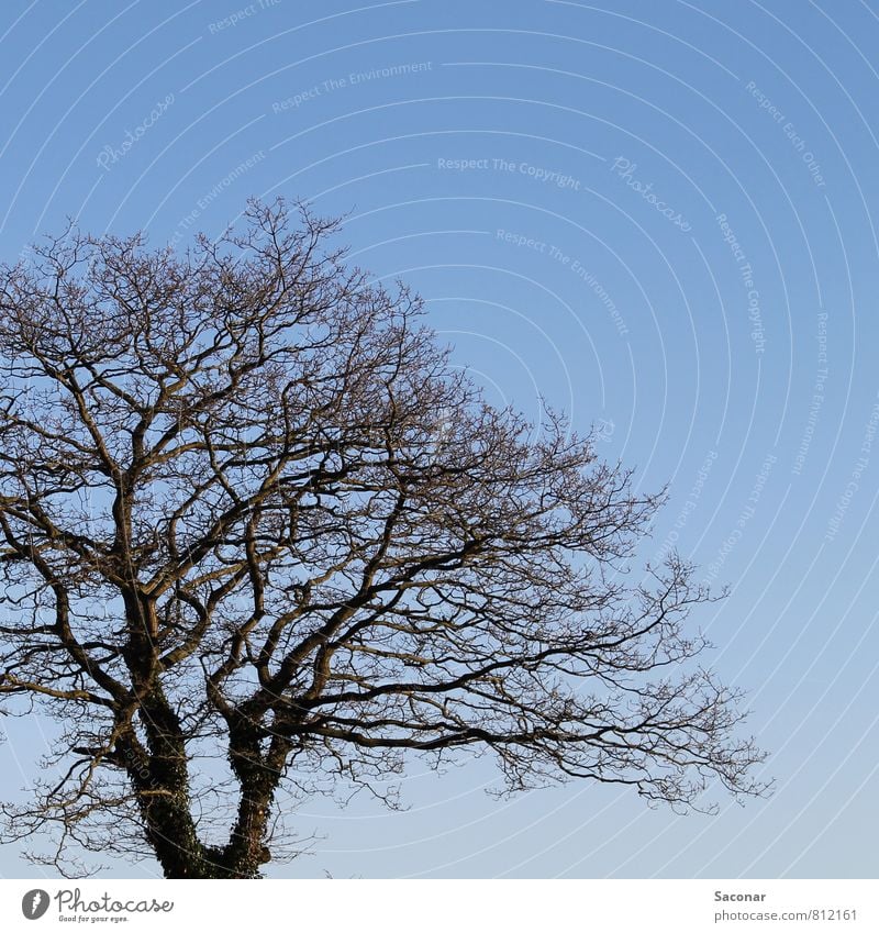 Textfreiraum | Baumkrone Natur Luft Wolkenloser Himmel Frühling Schönes Wetter hell trist blau braun Perspektive Bildausschnitt Ast Zweige u. Äste Klarer Himmel