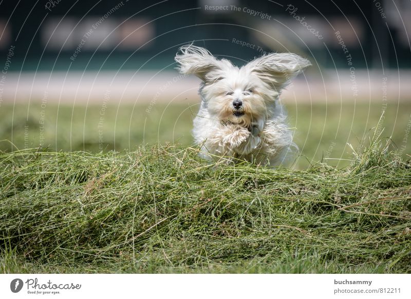 Segelohren Freude Spielen Tier Gras Wiese Feld Fell langhaarig Haustier Hund 1 gehen springen klein weiß Begleithund Bichon Fellnase Havanais Havaneser Jung