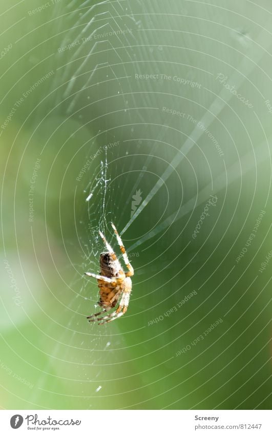 Gespannt Natur Tier Frühling Sommer Spinne 1 sitzen warten bedrohlich klein braun grün Wachsamkeit geduldig ruhig Angst gefährlich Spinnennetz Unschärfe