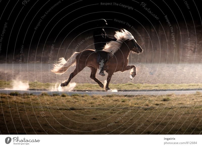 Ghost Rider Reiten Mensch Körper 1 Natur Landschaft Tier Nutztier Pferd Island Ponys Gangart Tölt Bewegung Aktion Pferdegangart Geschwindigkeit laufen leuchten