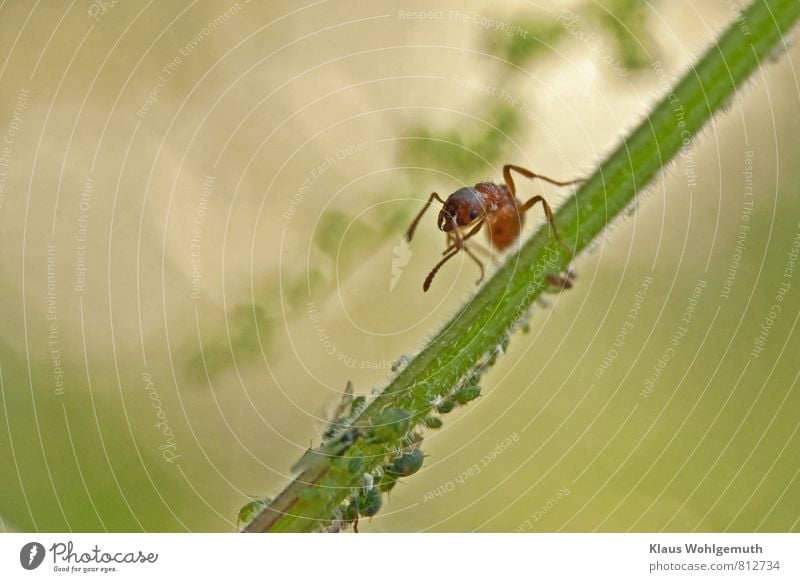 Eine kleine Ameise "hütet" ihre Blattläuse auf einem Brennesselstängel Sommer Pflanze Grünpflanze Park Wiese Wald Tier 1 Tiergruppe beobachten krabbeln braun
