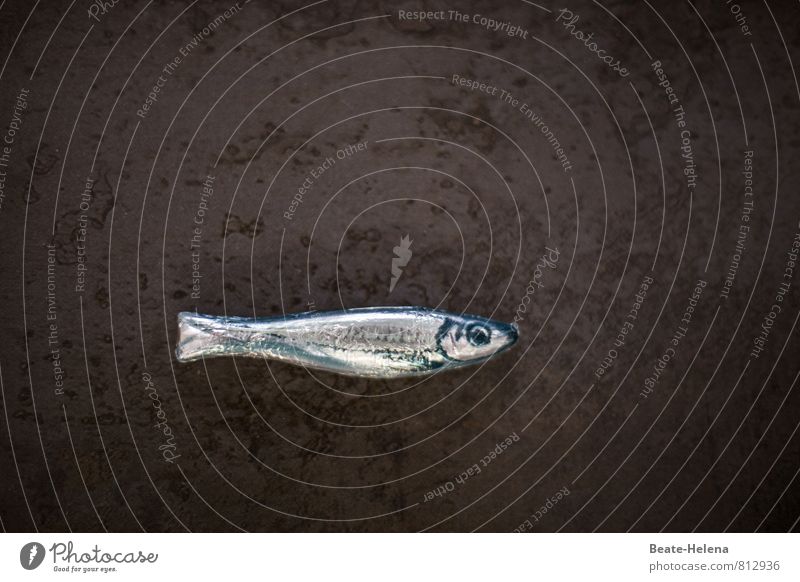kümmerlich | ein Fisch auf dem Trockenen Lebensmittel Natur Tier Erde Bodenbelag atmen kämpfen Schwimmen & Baden tauchen dehydrieren warten klein Neugier blau