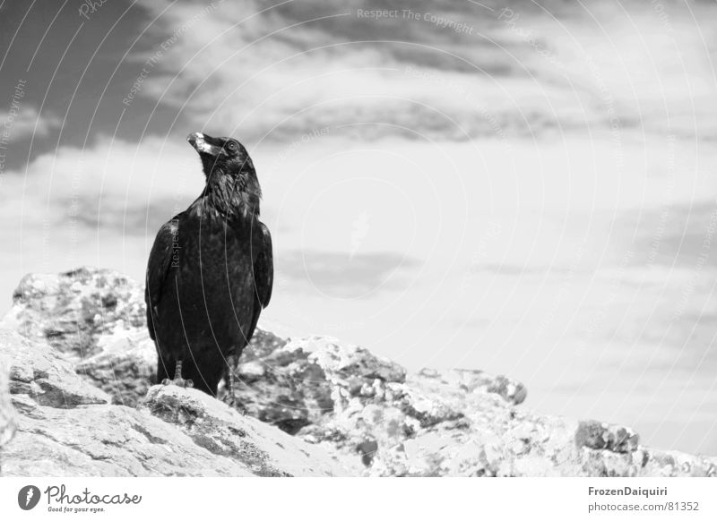 Kolkrabe SW No. 1 Aasfresser typisch böse heilig Krähe Märchen Rabenvögel Teufel Tier Bundesland Tirol Vogel Weisheit Wolken Österreich Volksglaube