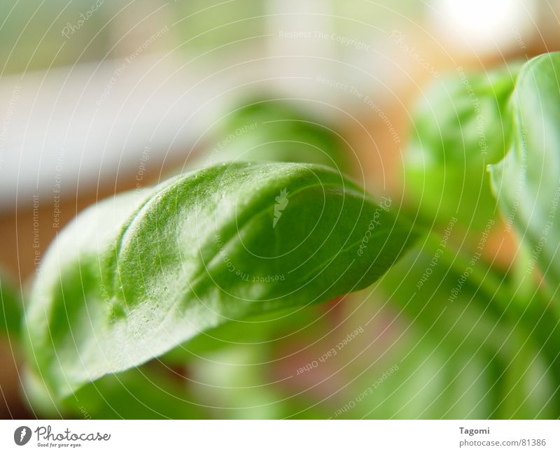 Basilikum II grün Kräuter & Gewürze Italien Pflanze saftig frisch Topf Topfpflanze knackig aromatisch Gesundheit Restaurant mediterran Saucen Grünpflanze