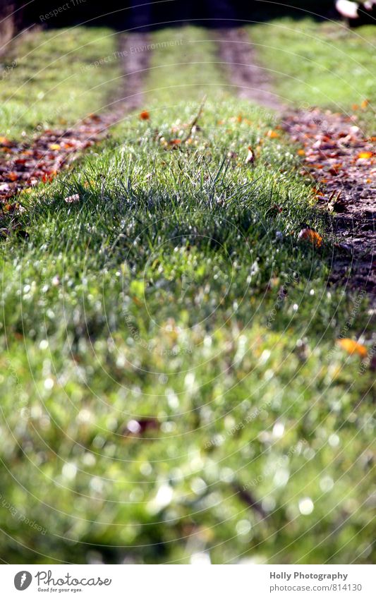 Weg Natur Landschaft Pflanze Erde Herbst Gras Grünpflanze Wiese Wege & Pfade Bewegung Erholung Fitness genießen laufen Blick wandern braun grün Abenteuer