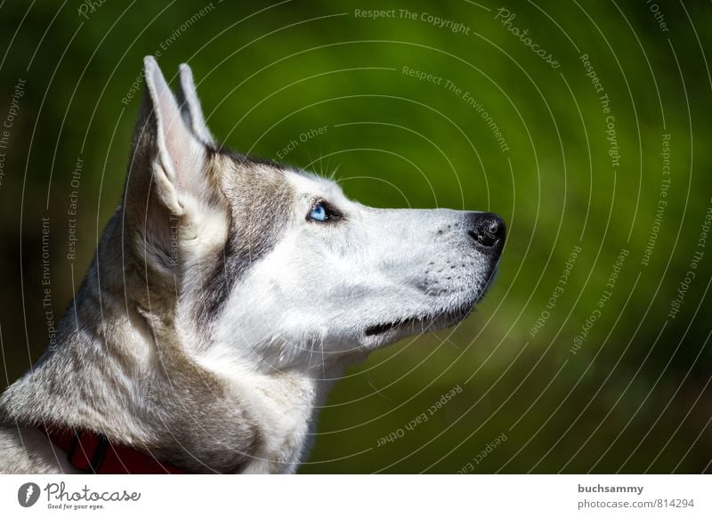 Husky Portrait Spielen Tier Haustier Hund 1 Spielzeug blau gelb grau grün rot weiß beweglich Augen Halsband Lebewesen Rassehund Schlittenhund Textfreiraum