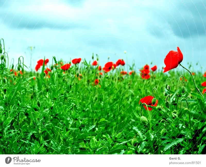 meintest du "Grunzochse"? platzen Mohn Gras grün Sommer frisch rot himmelblau Wolken Schliere duftig wiegen Hügel Laune geschlossen Blumenwiese Blühend Himmel
