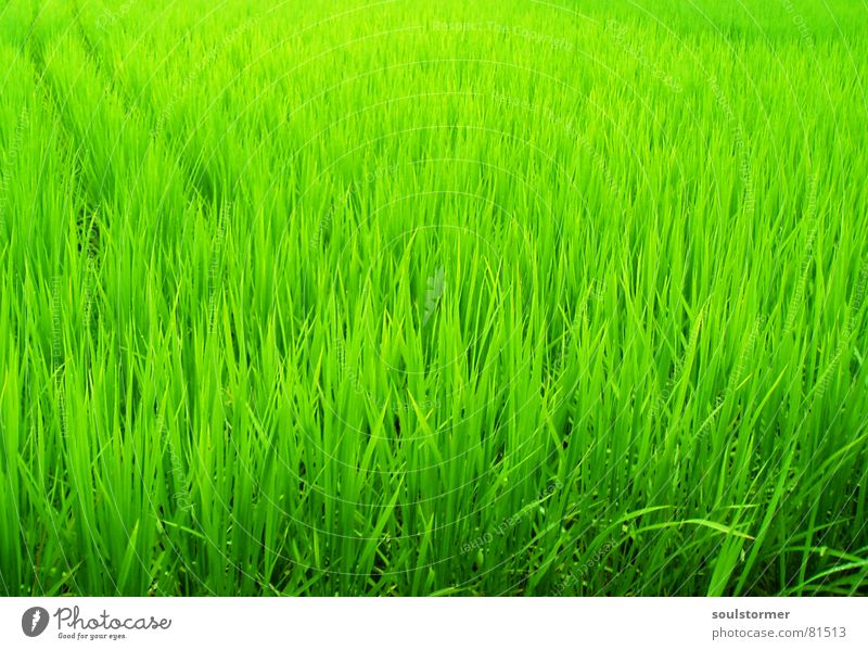 Green green green Reisfeld Feld Pflanze grün Japan Asien China Ernährung Halm Stroh Ferien & Urlaub & Reisen Lebensmittel Grünfläche Botanik Pflanzenteile Park