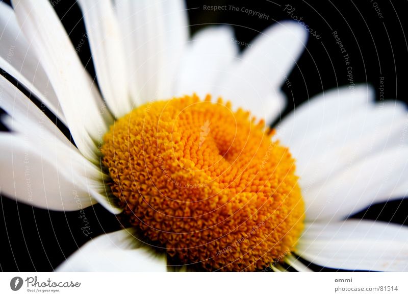 Feinfärbung schön Leben Pflanze Blume Blüte ästhetisch gelb weiß rein perfekt Vollendung Pollen charmant Pflanzenteile Blütenstempel Anmut perlweiß Farbfoto