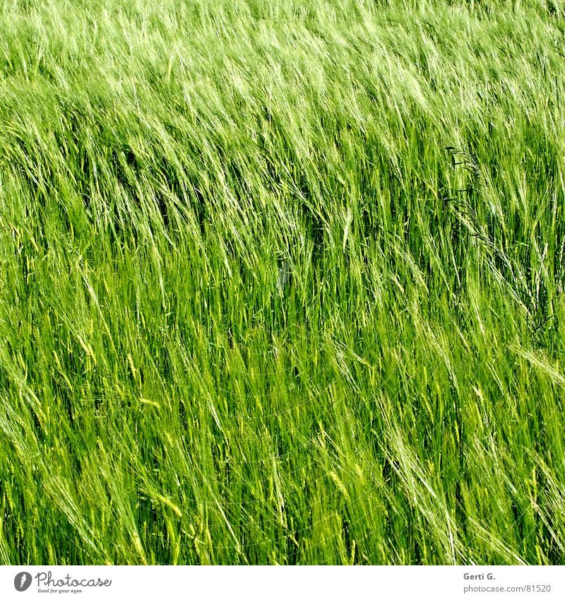 praktisch, quadratisch, GerstenKorn Rohstoffe & Kraftstoffe Zerealien Landwirtschaft Feld Lebensmittel Kornfeld grün Wind Sommer Quadrat diagonal Aussaat Ähren
