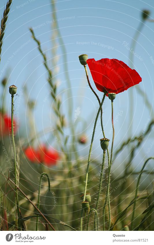 Am Wegesrand Schleswig-Holstein Mohn rot Sommer Gras ruhig Blume Feld leuchten