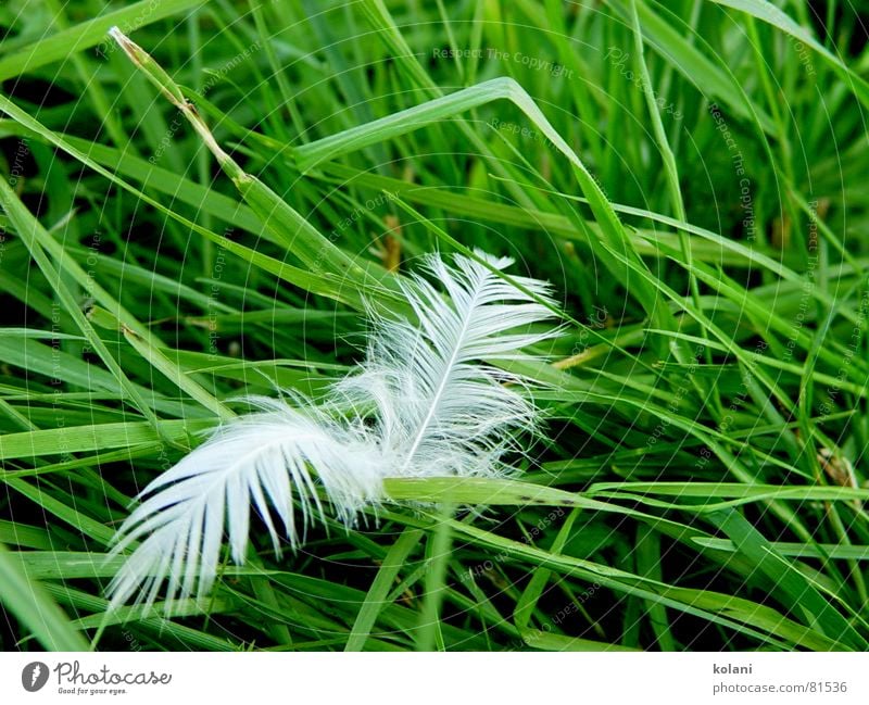 Ende einer Kissenschlacht Gras grün Halm Daunen ruhig Gans Wiese weich Federvieh Vogel Federbett Farbe kissenschlacht friedlich Wind Rasen daunendecke Weide