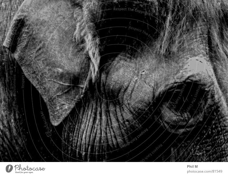 Dickhäuter Elefant Trauer Falte grau dunkel groß schwarz Säugetier Schwarzweißfoto dumbo wilhelma Traurigkeit Haut Auge Ohr dickhäuter Low Key