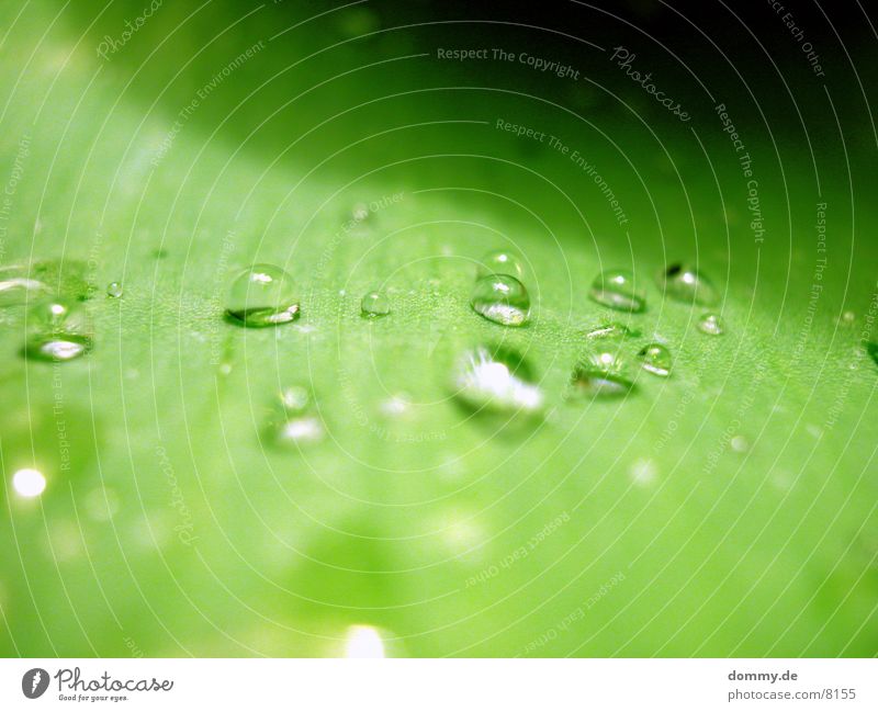 Perlblatt 2 Blatt grün nah schön Makroaufnahme Nahaufnahme Wasser Natur